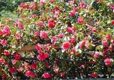 萬朵茶花 萬朵茶花