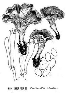 薄黃雞油菌 薄黃雞油菌