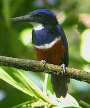 社會島翡翠 社會島翡翠