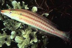 狹帶細鱗盔魚 狹帶細鱗盔魚