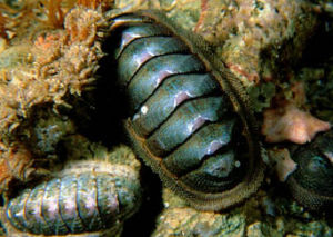 銼石鱉目 銼石鱉目