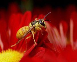 黑盾胡蜂 黑盾胡蜂