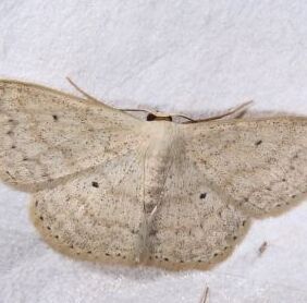 灰點尺蛾 灰點尺蛾