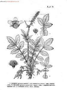 貫眾龍芽湯 貫眾龍芽湯