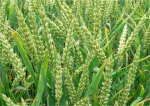 寧粳31號 寧粳31號