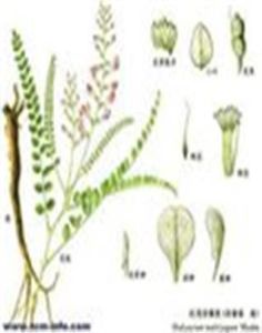 定結黃耆 定結黃耆