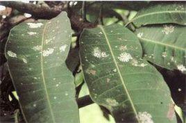 椰圓盾蚧 椰圓盾蚧