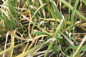 韭菜疫病 韭菜疫病