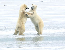 功夫北極熊 功夫北極熊