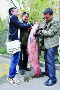 金牛湖青魚王 金牛湖青魚王
