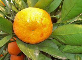 柑橘油斑病 柑橘油斑病