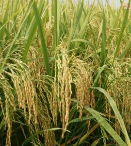 岳優七一二 岳優七一二