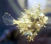 龍髯炮彈 龍髯炮彈