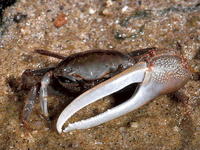 曼氏招潮蟹 曼氏招潮蟹