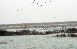 孟津黃河灘自然保護區 孟津黃河灘自然保護區