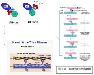 慢性心功能不全