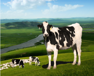 進口有機奶粉 進口有機奶粉