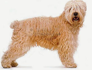 愛爾蘭軟毛梗 愛爾蘭軟毛梗