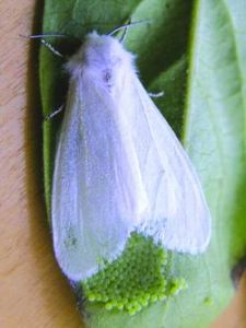 美國白蛾 美國白蛾