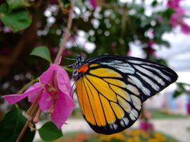 順義七彩蝶生態園 順義七彩蝶生態園