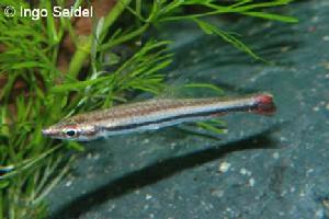 金線鉛筆 金線鉛筆