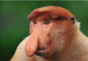 長鼻猴屬 長鼻猴屬