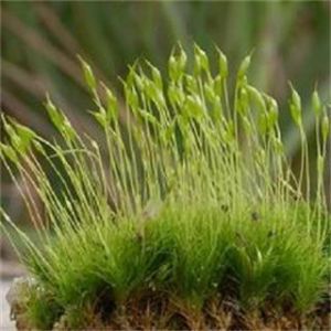 異毛蘚屬 異毛蘚屬