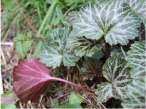 山生虎耳草 山生虎耳草