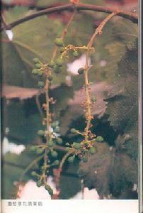 葡萄落花落果病 葡萄落花落果病