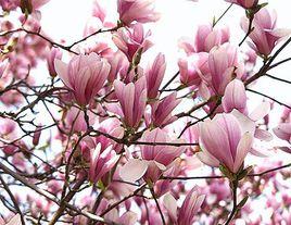 武當玉蘭 武當玉蘭