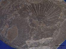 雙殼綱生物化石