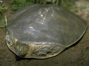 塞內加爾緣板鱉