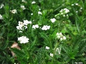香葉蒿(原變種) 香葉蒿(原變種)