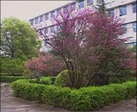 交河中學 交河中學