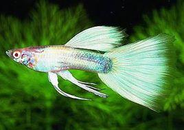 禮服孔雀魚 禮服孔雀魚