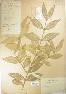 長葉黃楊 長葉黃楊