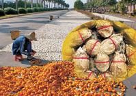 新會陳皮製作及其產品