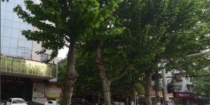 台北街道 台北街道