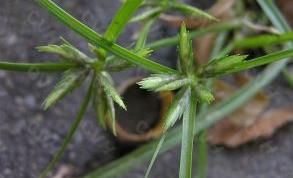 綠穗莎草 綠穗莎草