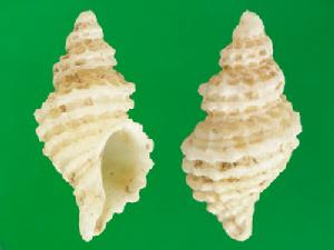 凹雕骨螺
