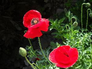 虞美人·寄公度 虞美人·寄公度