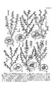 長柱豬毛菜 長柱豬毛菜