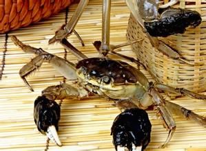 五氯酚鈉中毒 五氯酚鈉中毒