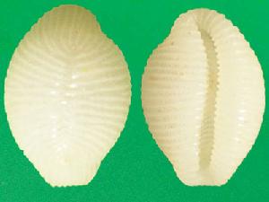 刻紋蛹螺 刻紋蛹螺