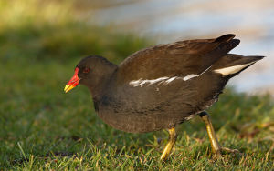 黑水雞哥倫比亞亞種 黑水雞哥倫比亞亞種