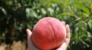 綠園天星生態園 綠園天星生態園