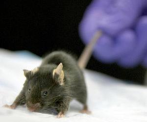 老鼠