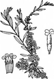 戟葉醉魚草 戟葉醉魚草