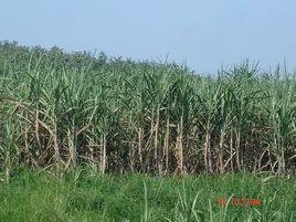 甘蔗集中產區 甘蔗集中產區