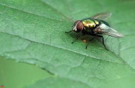 綠豆蠅 綠豆蠅